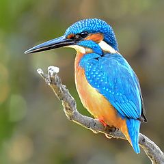common-kingfisher